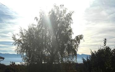 Single house 5.5 rooms - image - 3