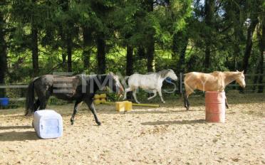 Single house 9 rooms - image - 2