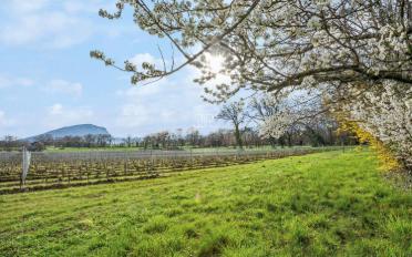 Einfamilienhaus - image - 3