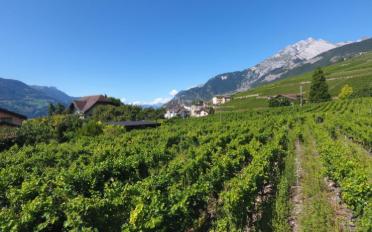 Villa 5.5 Zimmer - image - 7