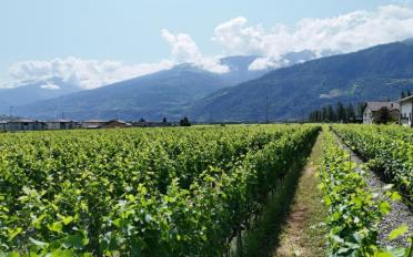 Villa 5.5 pièces - image - 3