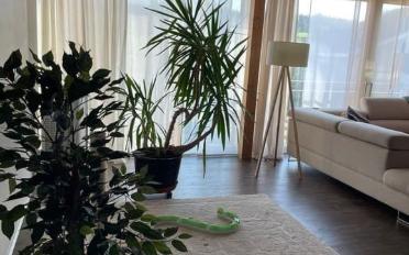 Wohnung 5.5 Zimmer - image - 3